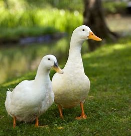 Product or producer image