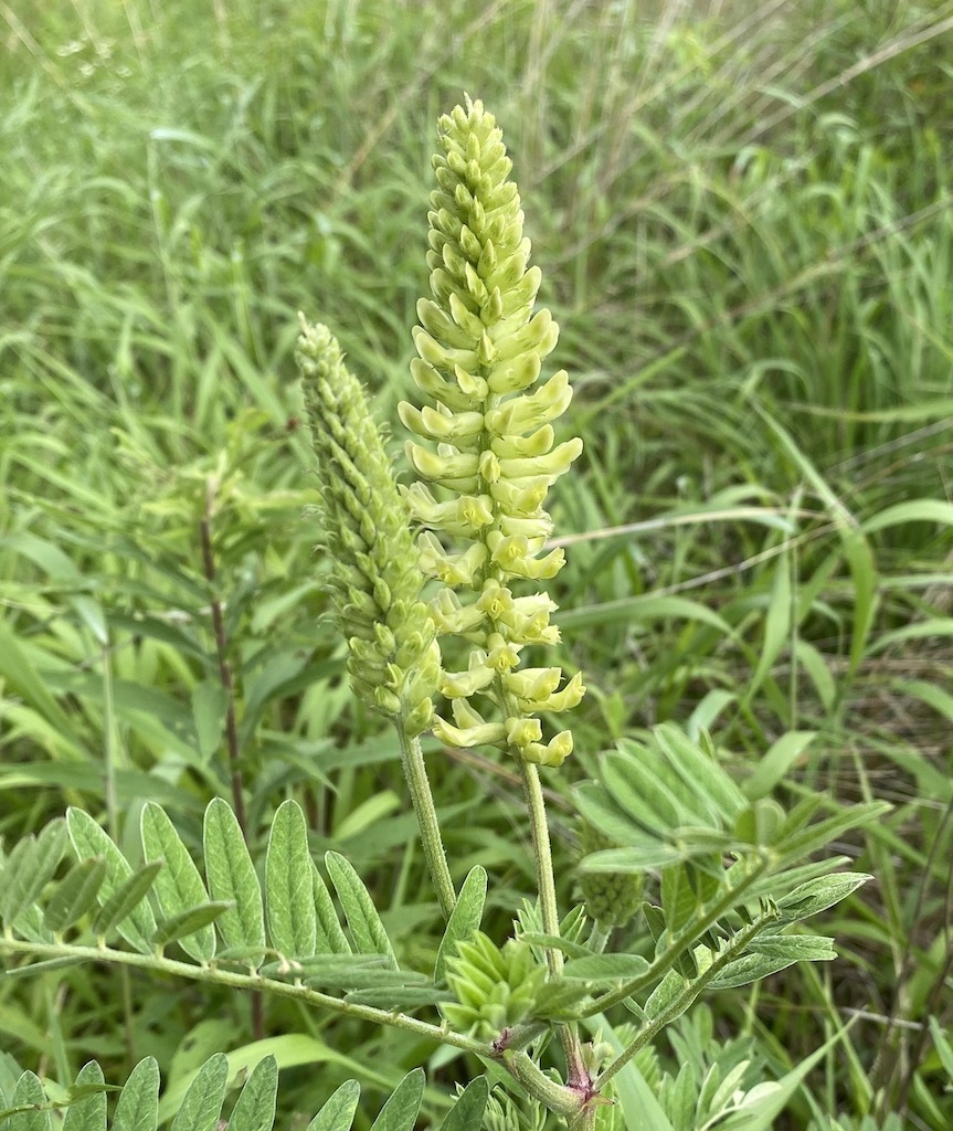 Product or producer image