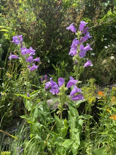 Product or producer image